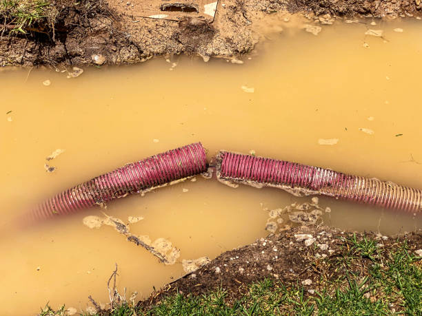 Best Mold removal after water damage  in Holly Lake Ranch, TX