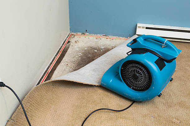 Best Sewage cleanup and water damage restoration  in Holly Lake Ranch, TX